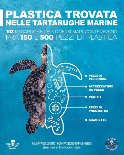 Plastica trovata nelle tartarughe marine